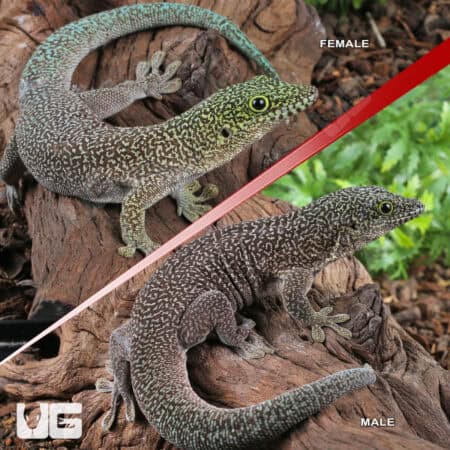Adult Standings Day Gecko For Sale - Underground Reptiles