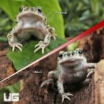 Western Green Toad (Anaxyrus debilis) For Sale - Underground Reptiles