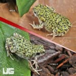 Western Green Toad (Anaxyrus debilis) For Sale - Underground Reptiles