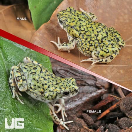 Western Green Toad (Anaxyrus debilis) For Sale - Underground Reptiles