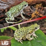 Western Green Toad (Anaxyrus debilis) For Sale - Underground Reptiles