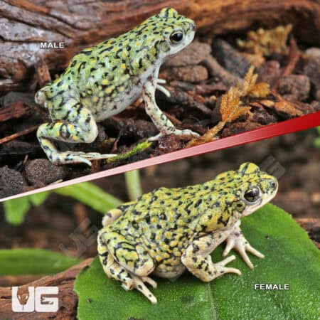 Western Green Toad (Anaxyrus debilis) For Sale - Underground Reptiles