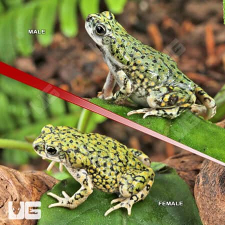 Western Green Toad (Anaxyrus debilis) For Sale - Underground Reptiles
