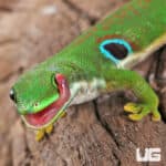 Peacock Day Geckos For Sale - Underground Reptiles