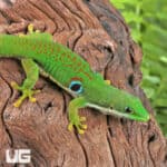 Peacock Day Geckos For Sale - Underground Reptiles