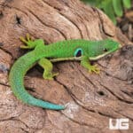Peacock Day Geckos For Sale - Underground Reptiles