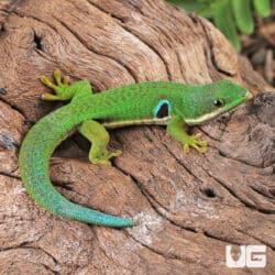 Peacock Day Geckos For Sale - Underground Reptiles