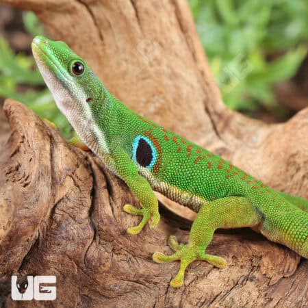 Peacock Day Geckos For Sale - Underground Reptiles