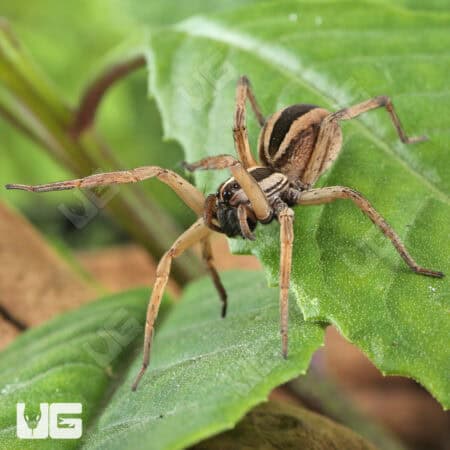  Rabid Wolf Spiders (Rabidosa Rabida) for Sale - Underground Reptiles