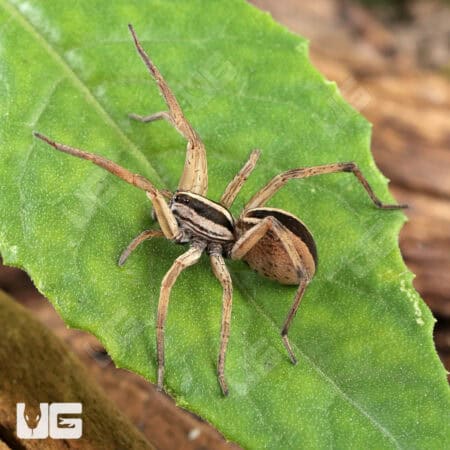  Rabid Wolf Spiders (Rabidosa Rabida) for Sale - Underground Reptiles