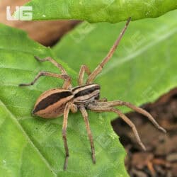  Rabid Wolf Spiders (Rabidosa Rabida) for Sale - Underground Reptiles