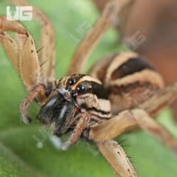  Rabid Wolf Spiders (Rabidosa Rabida) for Sale - Underground Reptiles