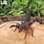 Vietnamese Vinegaroons For Sale - Underground Reptiles