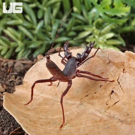 Vietnamese Vinegaroons For Sale - Underground Reptiles