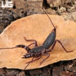 Vietnamese Vinegaroons For Sale - Underground Reptiles