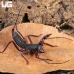 Vietnamese Vinegaroons For Sale - Underground Reptiles