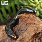 Yellow Avatar Millipede For Sale - Underground Reptiles