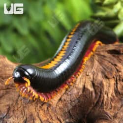 Yellow Avatar Millipede For Sale - Underground Reptiles