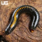 Yellow Avatar Millipede For Sale - Underground Reptiles