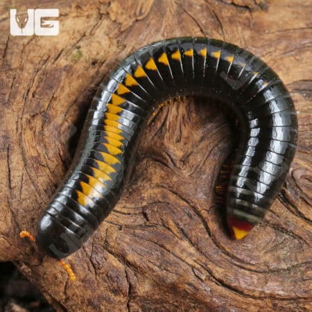 Yellow Avatar Millipede For Sale - Underground Reptiles