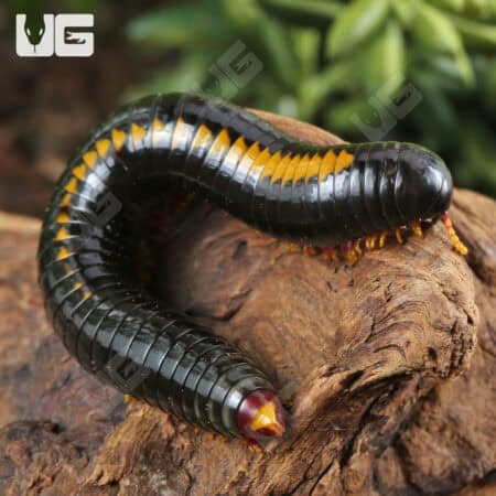 Yellow Avatar Millipede For Sale - Underground Reptiles