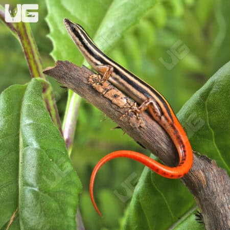Yellow Striped Tree Skinks For Sale - Underground Reptiles