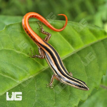 Yellow Striped Tree Skinks For Sale - Underground Reptiles