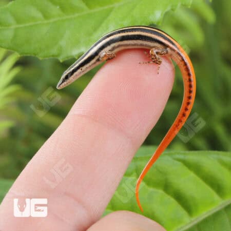 Yellow Striped Tree Skinks For Sale - Underground Reptiles