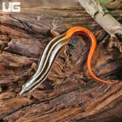 Yellow Striped Tree Skinks For Sale - Underground Reptiles