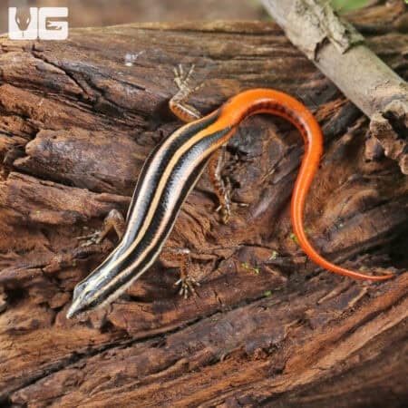 Yellow Striped Tree Skinks For Sale - Underground Reptiles