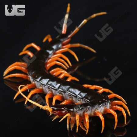 Giant Fire Leg Centipede For Sale - Underground Reptiles
