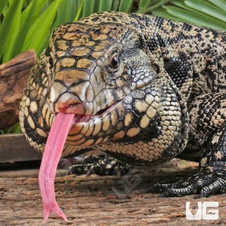 Chacoan White Headed Tegu For Sale - Underground Reptiles