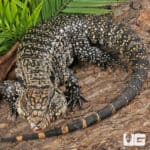 Chacoan White Headed Tegu For Sale - Underground Reptiles