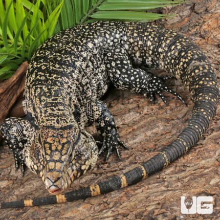 Chacoan White Headed Tegu For Sale - Underground Reptiles