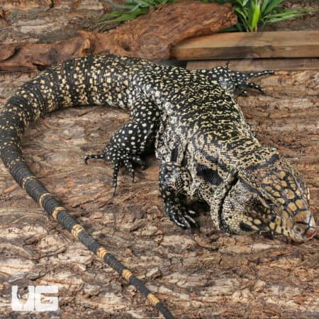 Chacoan White Headed Tegu For Sale - Underground Reptiles