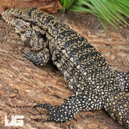 Chacoan White Headed Tegu For Sale - Underground Reptiles