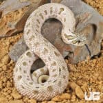 Western Hognose Snakes For Sale - Underground Reptiles