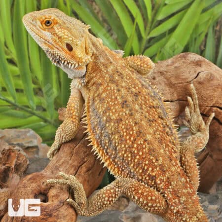 Adult Bearded Dragon (Pogona vitticeps) For Sale - Underground Reptiles