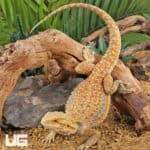 Adult Bearded Dragon (Pogona vitticeps) For Sale - Underground Reptiles