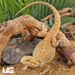 Adult Bearded Dragon (Pogona vitticeps) For Sale - Underground Reptiles