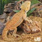 Adult Bearded Dragon (Pogona vitticeps) For Sale - Underground Reptiles