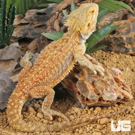 Adult Bearded Dragon (Pogona vitticeps) For Sale - Underground Reptiles