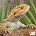 Adult Bearded Dragon (Pogona vitticeps) For Sale - Underground Reptiles