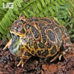 Adult Red Ornate Pacman Frogs For Sale - Underground Reptiles