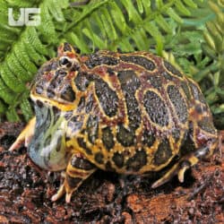 Adult Red Ornate Pacman Frogs For Sale - Underground Reptiles