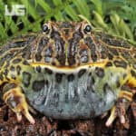 Adult Red Ornate Pacman Frogs For Sale - Underground Reptiles