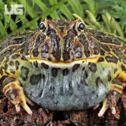 Adult Red Ornate Pacman Frogs For Sale - Underground Reptiles