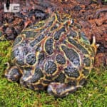 Adult Red Ornate Pacman Frogs For Sale - Underground Reptiles