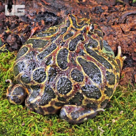 Adult Red Ornate Pacman Frogs For Sale - Underground Reptiles