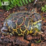 Adult Red Ornate Pacman Frogs For Sale - Underground Reptiles